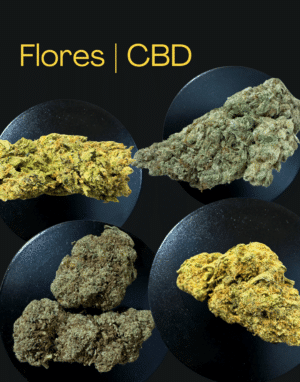 Granada Cannabis Clubs: A Visitor's Guide to Social Clubs 2 CBD Green Prophecy Granada