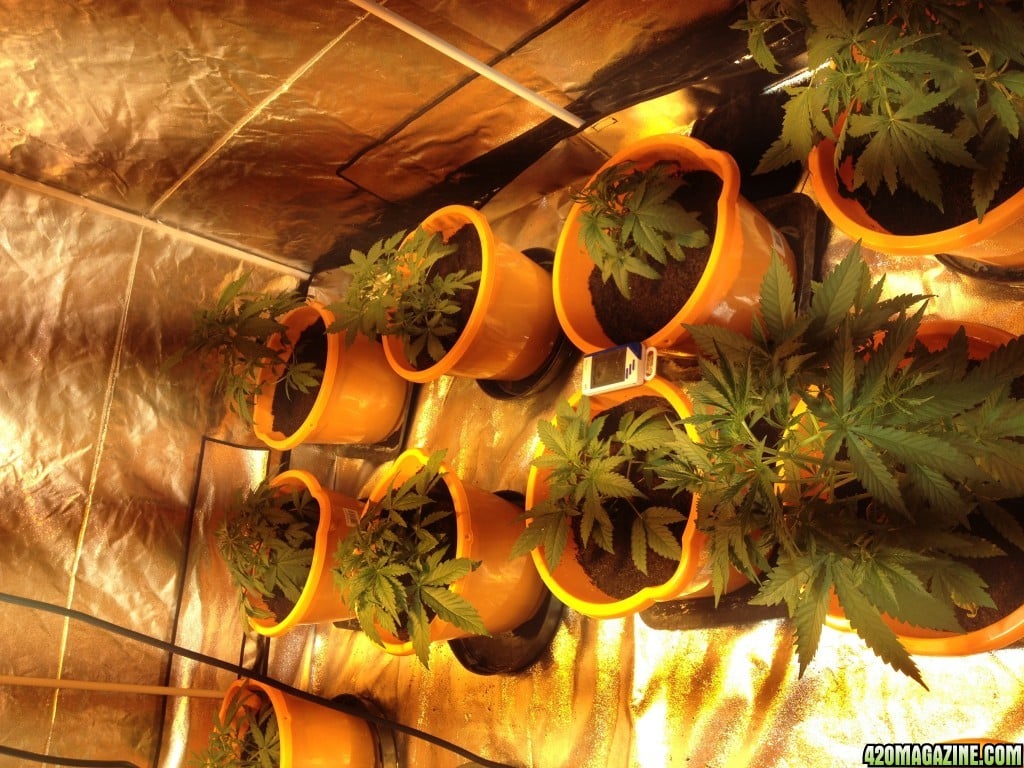 Asociación Cultivate 2 Asociación Cultivate cannabis club Salou – entry pass