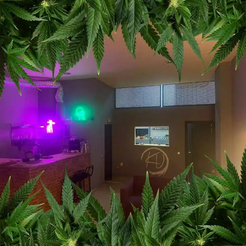 Ketama Valley Social Club 1 Ketama Valley Social Club cannabis club Marbella – entry pass