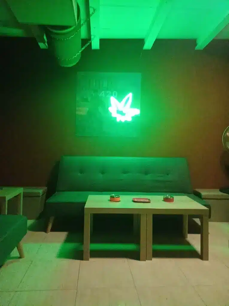 Cannabis Mallorca - CSC INCREDIBLE HULK 420 3 Cannabis Mallorca - CSC INCREDIBLE HULK 420 - Image 3