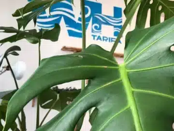 Wind House Tarifa — Cannabis Association (Reviews & Invite 2025)