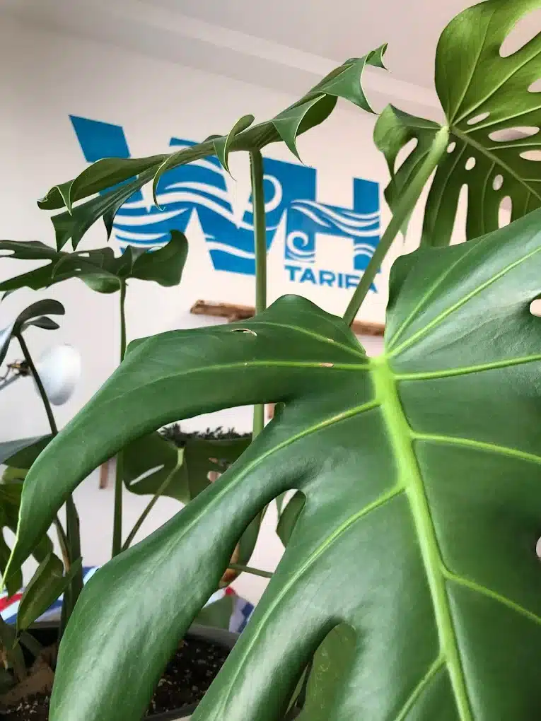 Asociación Cannábica Medicinal Wind House Tarifa 1 Wind House Tarifa — Cannabis Association (Reviews & Invite 2025)